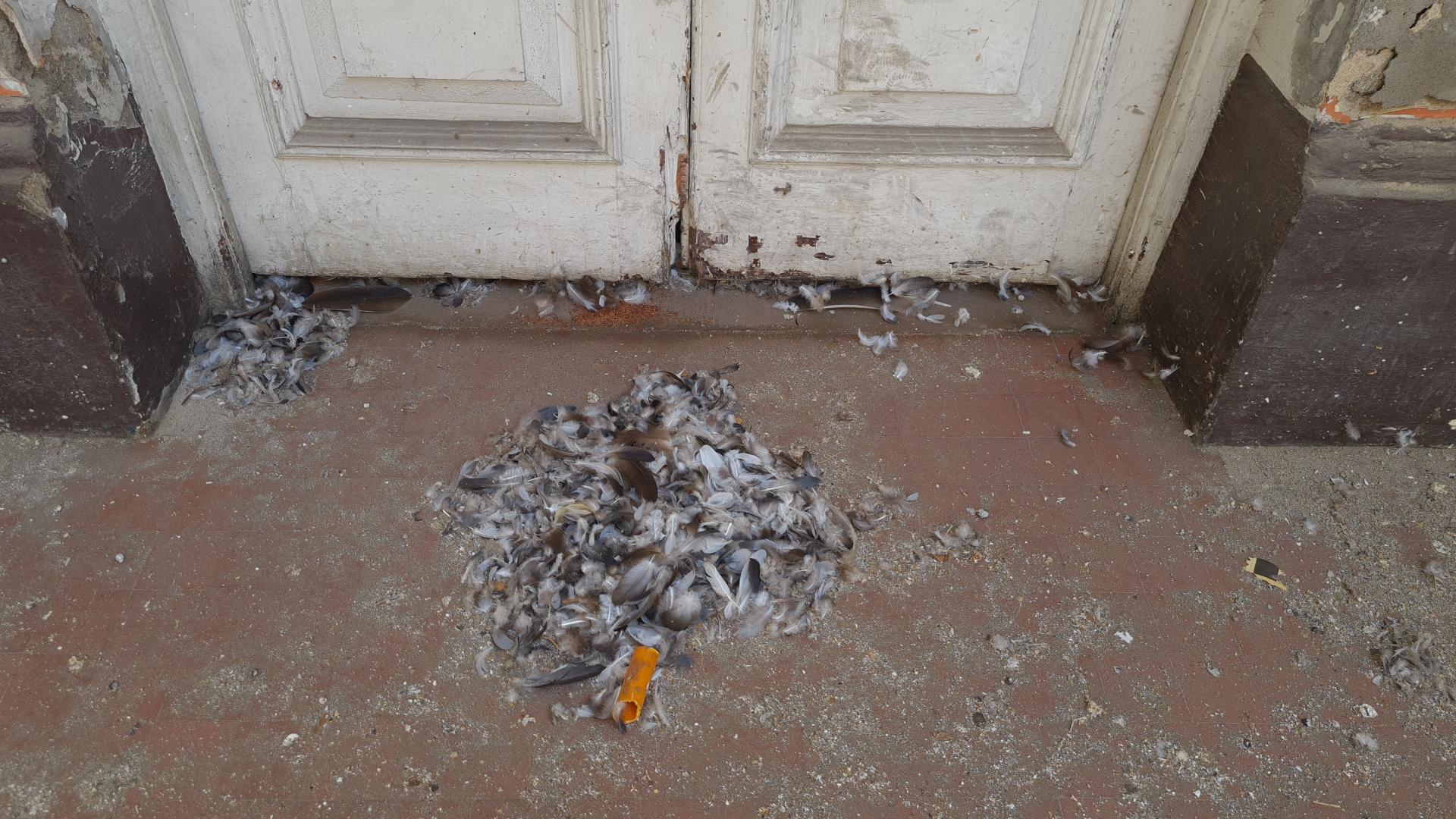 Detalle de restos de plumas y fecas de aves acumuladas frente a puerta de edificio (Hortuvia, V. 2023, Archivo CNCR).