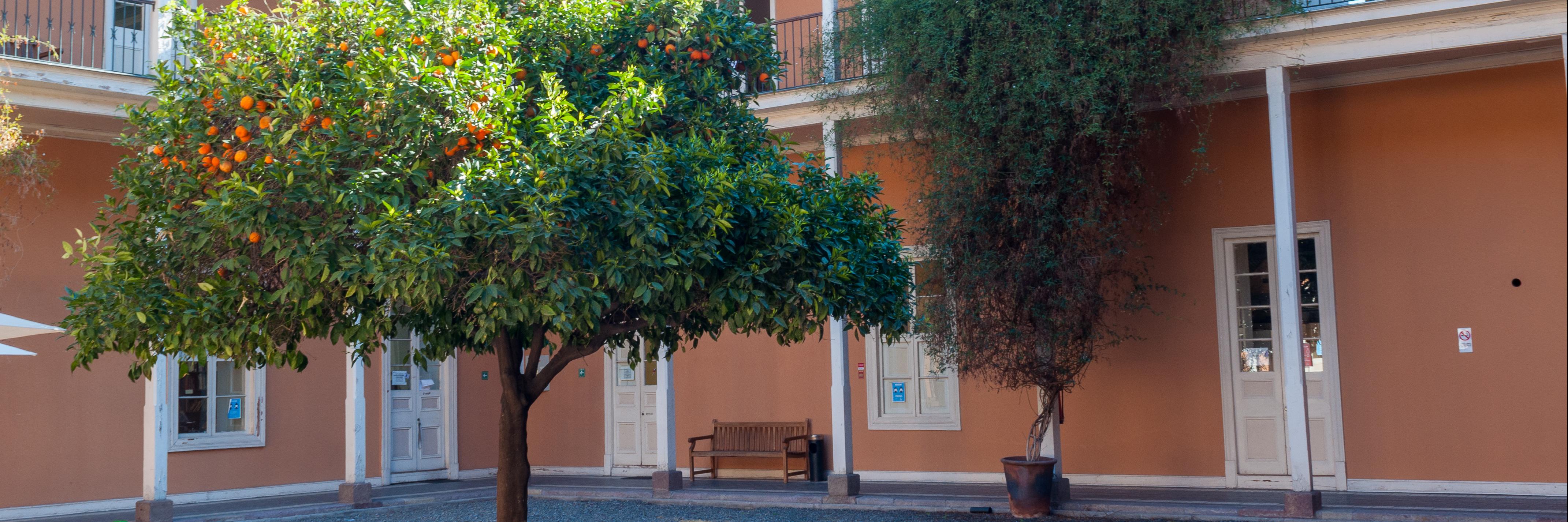 Patio del Naranjo, CNCR.