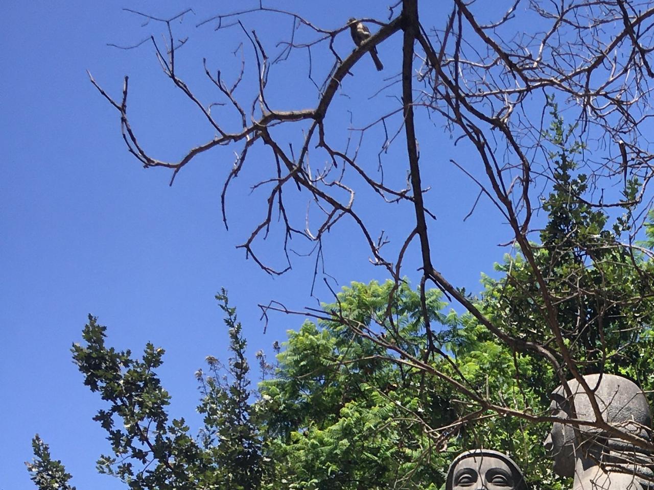 Registro en terreno de los Monumentos Públicos en eje Alameda.