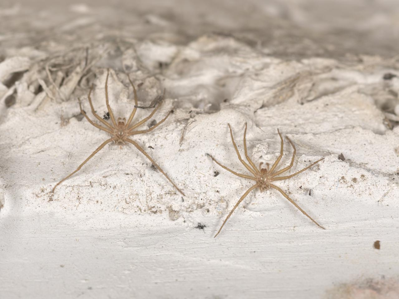 Suciedad superficial y depósitos al interior del busto