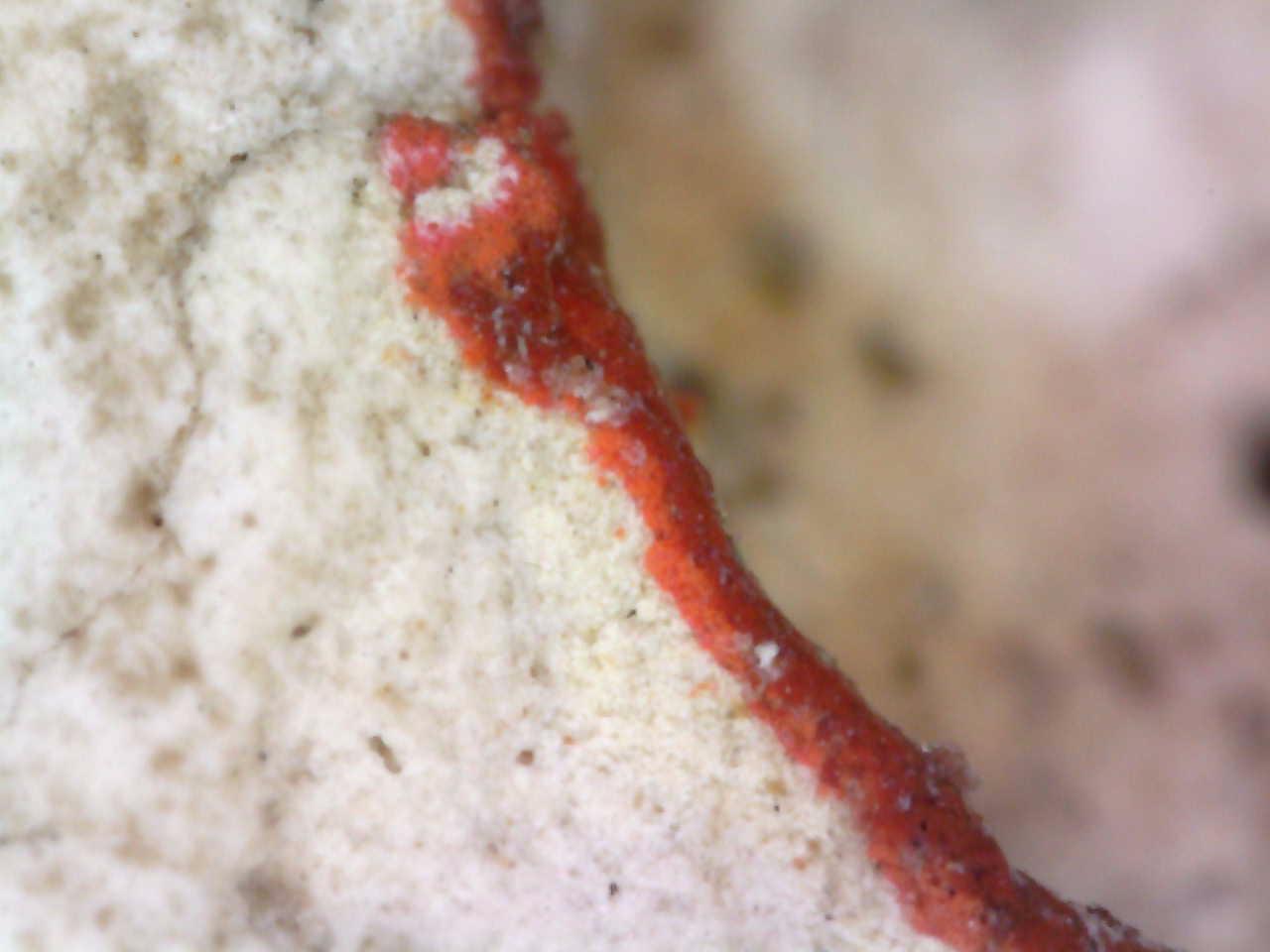 Detalle de observación con microscopio de estratos pictóricos busto