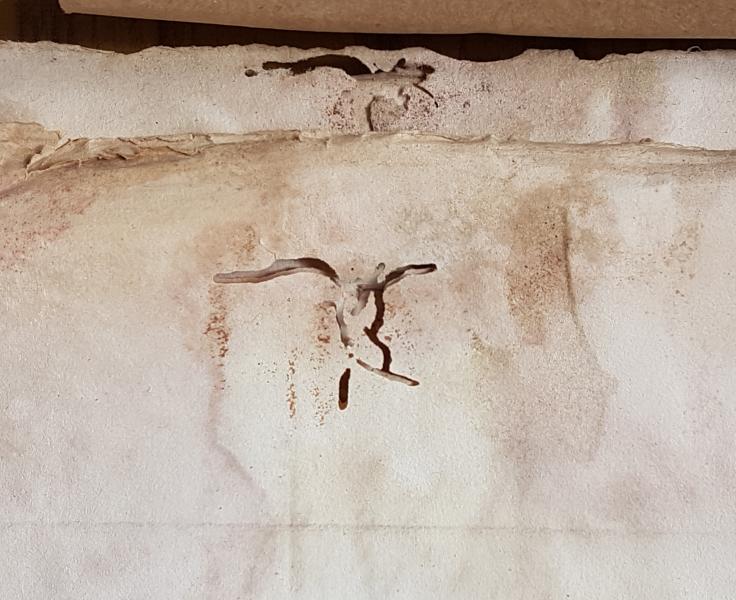 Detalle de hojas que presentan alteraciones producidas por insectos xilófagos. Detalle de hojas que presentan alteraciones producidas por insectos xilófagos.