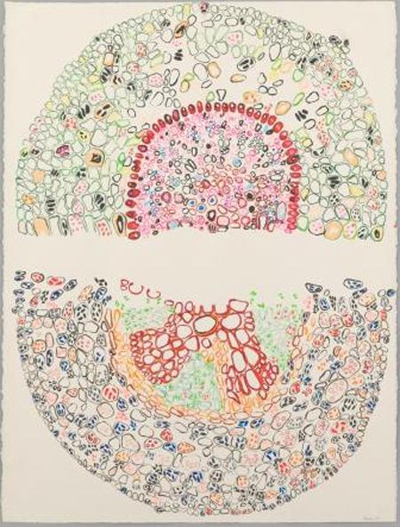 Fossil Celes (Archivo CNCR, Pérez, T. 2017)