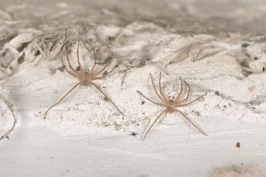 Suciedad superficial y depósitos al interior del busto